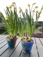 blumentoepfe