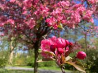 baumbluetepink